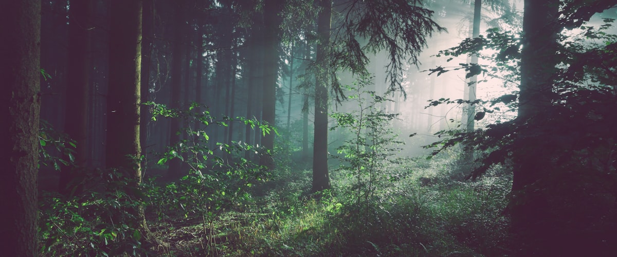 幽暗密林世界场景 - 展示游戏中的古老森林、发光植物与神秘遗迹